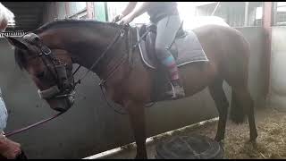 Top class JNR Event prospect - ad ref: 292767