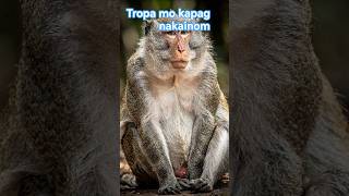 yung tropa mong nalabas talent.kapag nakainom🤣🤣🤣