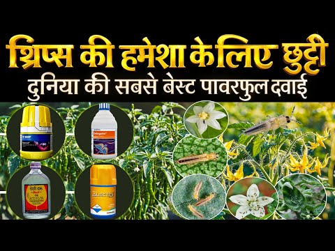 थ्रिप्स कंट्रोल का पक्का इलाज | Top 5 Best Insecticide for Thrips | Thrips ke liye best insecticide