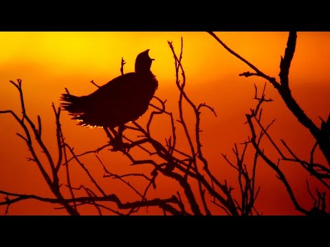 Турач (Francolinus francolinus) - Black francolin | Film Studio Aves