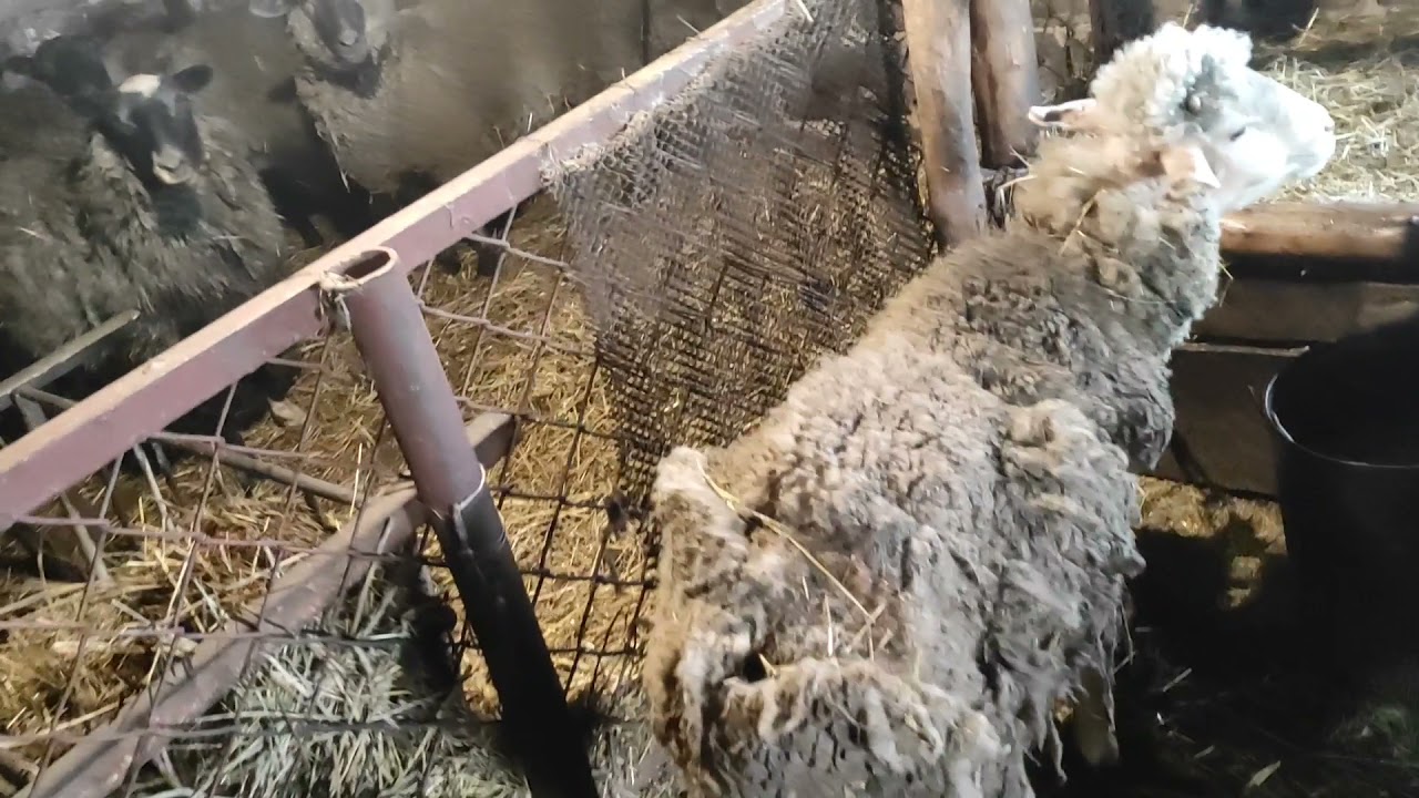 Боротьба з кліщами у вівці