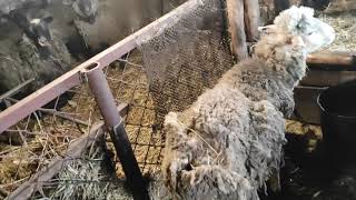 обработка овец креолином