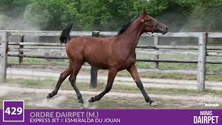 Vidéo LOT 429 ORDRE DAIRPET - Ventes de Trotteurs de Caen - 23 septembre 2025