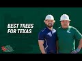 Best Trees For Texas | Tree Trimming Service Dallas Fort Worth Area