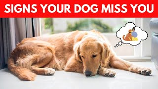 10 Signs Your Dog Miss You