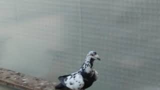 meulemans