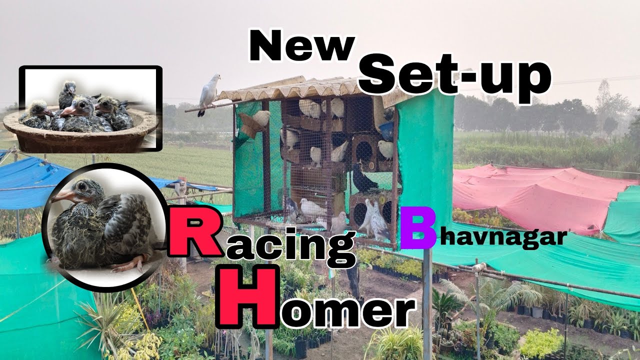 રેસર હુંમર નું નવું સેટઅપ તૈયાર થાય છે//Raching Homer new setup// briding loft 