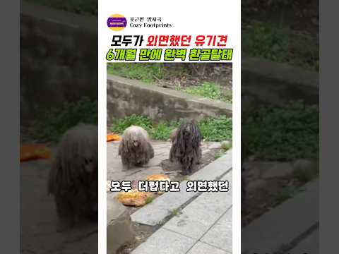 외면받던 유기견 6개월만에 환골탈퇘 #강아지 #애견영상 #감동실화#반려견#반려동물 #유기견 #유기견입양 thumbnail