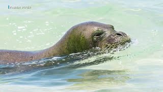 Scientists explore underwater calls of Hawaiian monk seals