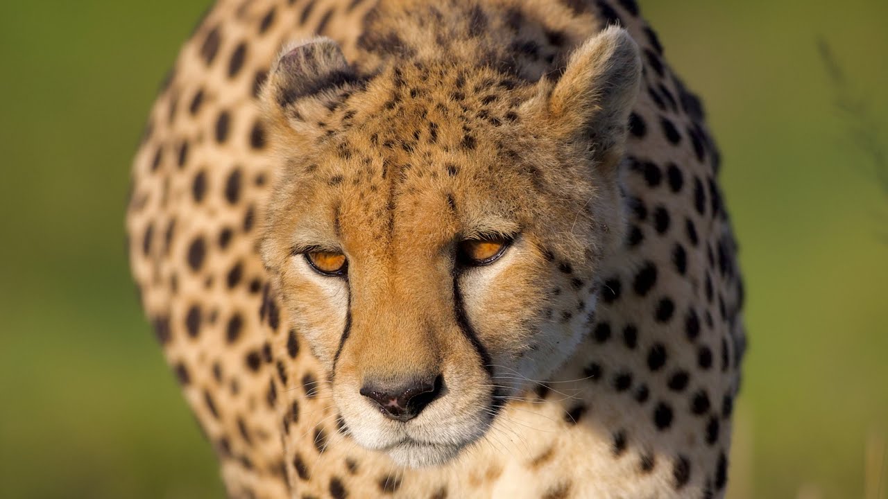 Masai Mara 2026 - Final Version - Oltepesi Tented Safari Camp