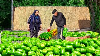 Harvesting Lots of Bell Peppers and Preparing Pickled Peppers in the Village!