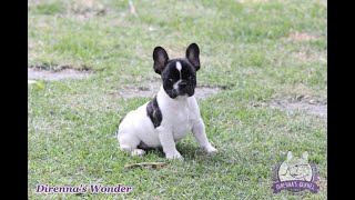 Dirennas Wonder - Macho - Bulldog Frances - Canil Direnna