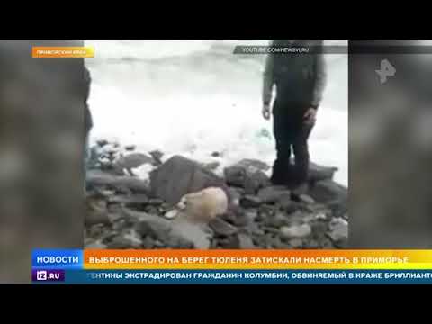 Выброшенного на берег тюленя затискали насмерть в Приморье