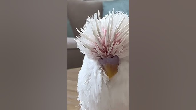 Eng yaxshi chuqur tomoq ijrochilari