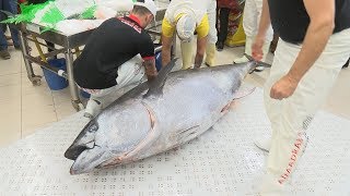 Atún rojo de 241 kilos