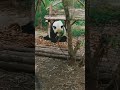 Panda Plan: Jackie Chan&#39;s Wild Adventure!