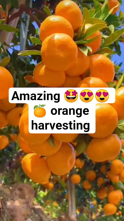 Amazing 😍🤩🤩 orange 🍊 harvesting #viral #gardening #satisfying #satisfyingvideo #harvesting #orange