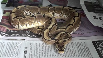 Ball Python Proof Water Bowls!