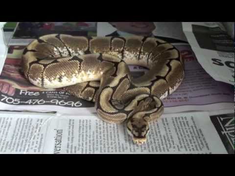 Ball Python Proof Water Bowls!
