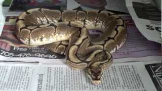Ball Python Proof Water Bowls!