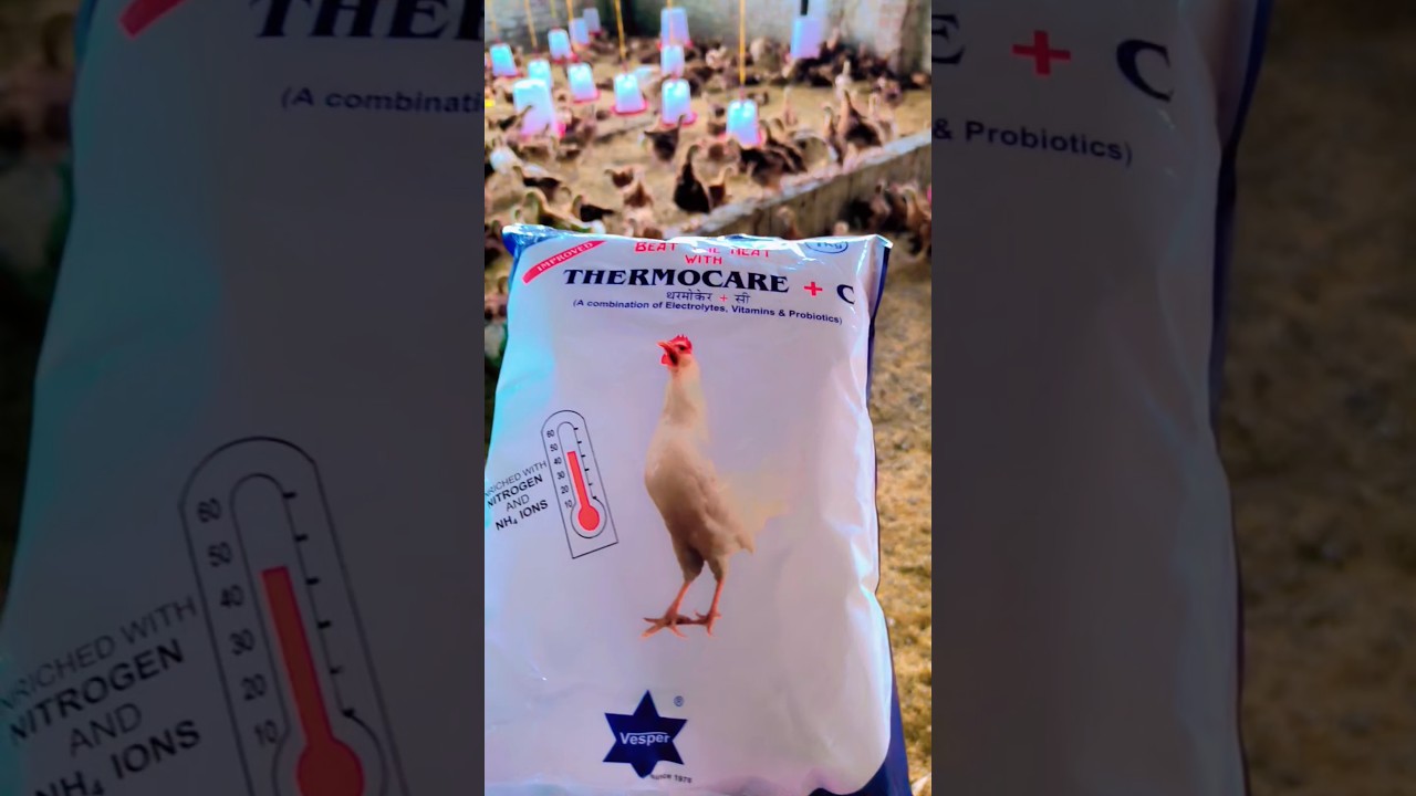 Chicks Care in Summer 🌡️ 