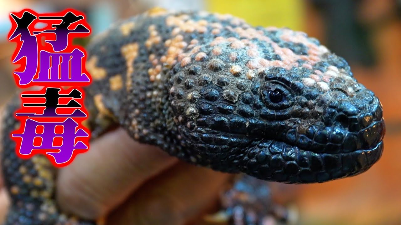 人気ショップイベントにとんでもない生き物がいた！【熱帯フェス】