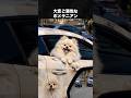 ポメラニアンを見てニヤけてしまう瞬間! #ポメラニアン #犬 #いぬ