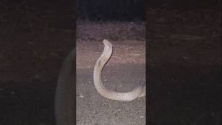 Httpsyoutubeohnx4ic11z4simabbetv5bopz0et3       Big Size Cobra