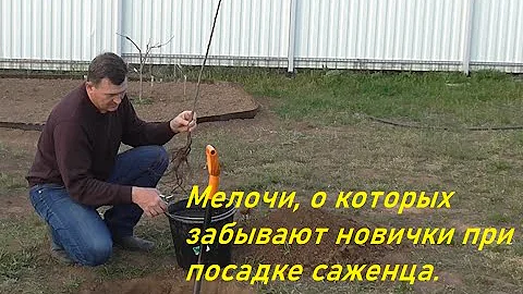 Мелочи, о которых забывают новички при посадке саженца.