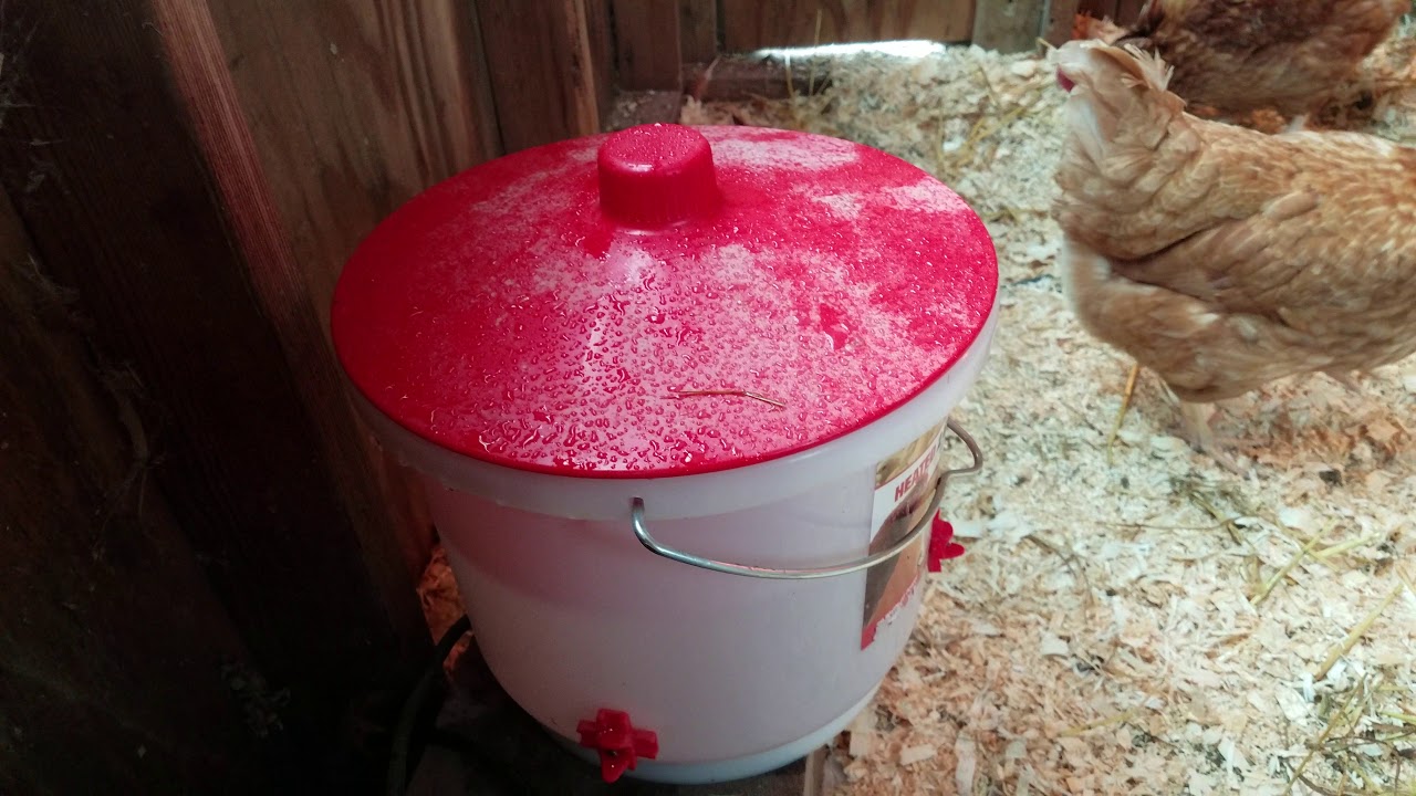Red Star Chickens YouTube