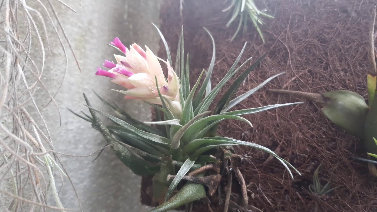 Tillandsia heubergeri. - YouTube