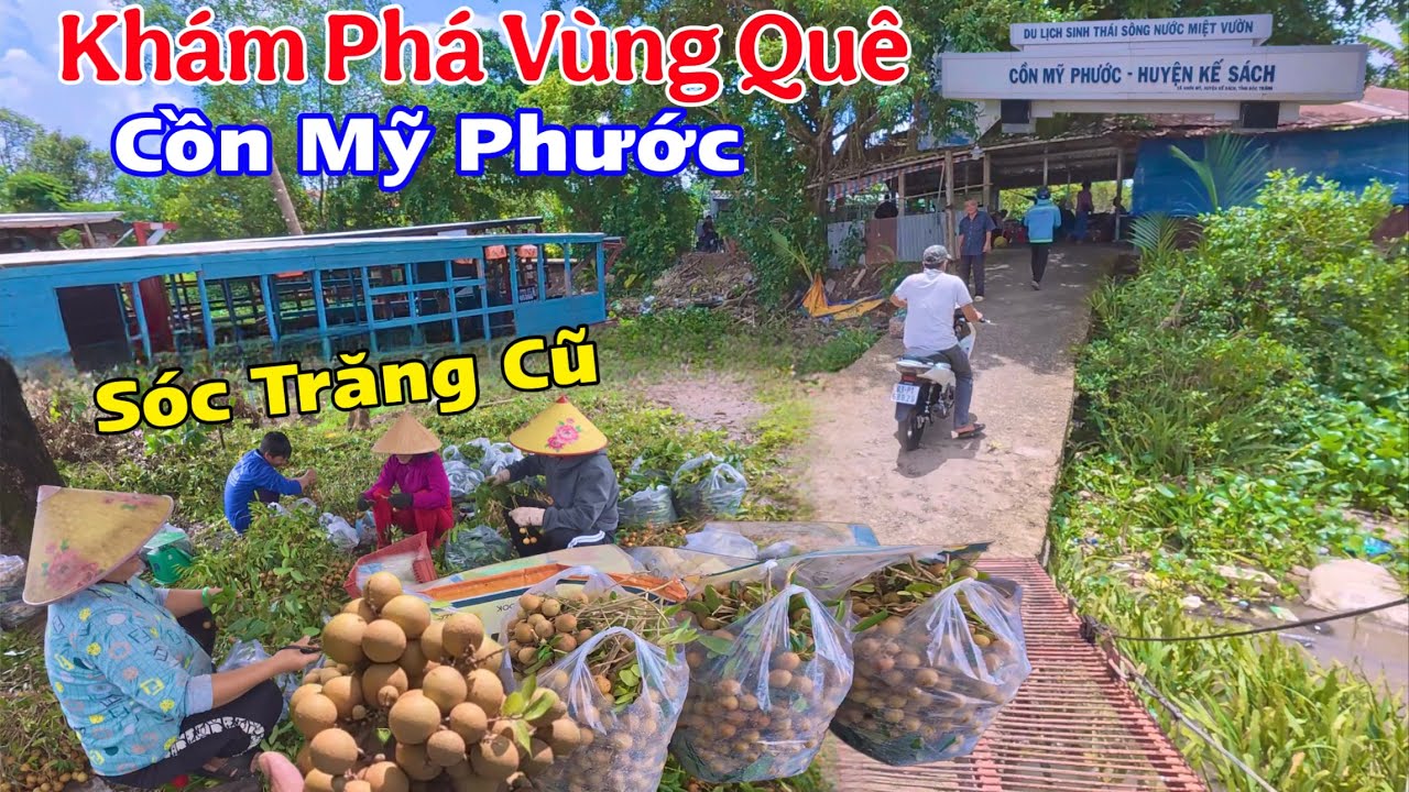Khám Phá Vùng Quê Cồn Mỹ Phước Xã Nhơn Mỹ Cần Thơ, Bà Con Nơi Đây Trồng Toàn Là Nhãn