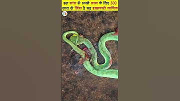 बिहार के इस गांव में अपने नाग के लिए 500 साल से जिंदा है यह इच्छाधारी नागिन.. #shorts