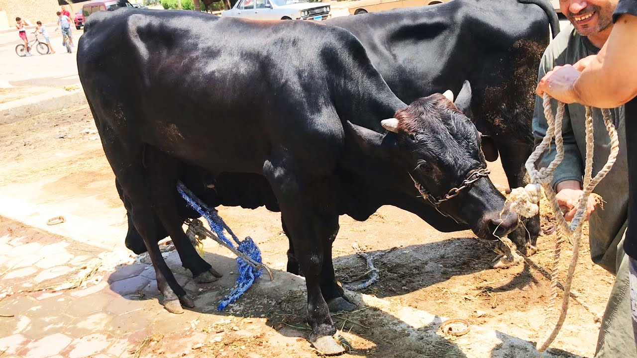 ذبح عجل شقي ثالث أيام عيد الاضحى جزارة الصفا والمروة 2021 عجل رقم (47)