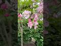 Spring flowers #flowers #bloom #nature #relaxing
