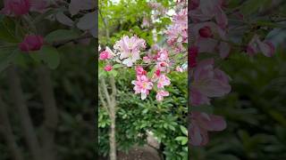 Spring flowers #flowers #bloom #nature #relaxing
