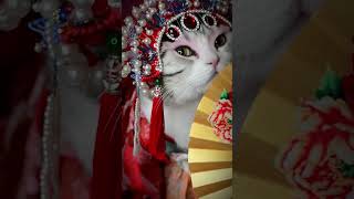 Here Comes The Peking Opera Cat