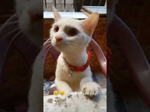 عفوا ع السحبة بس كان عندي مذاكرات سيسي اشتركوا بالقناة