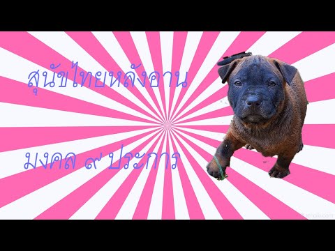 Thai Ridgeback Damrongthai : สุนัขไทยหลังอาน กับ มงคล ๙ ประการ