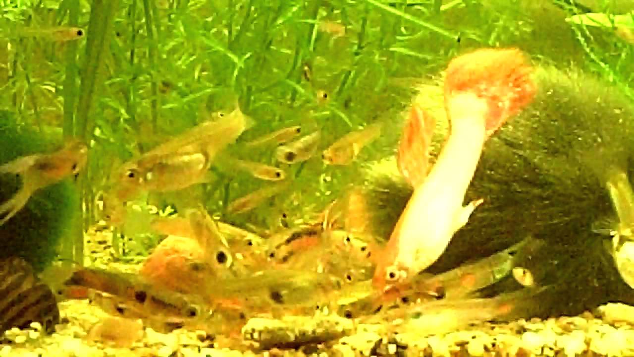 Feeder Endler Guppies, Endler Guppies & Regular Guppies YouTube