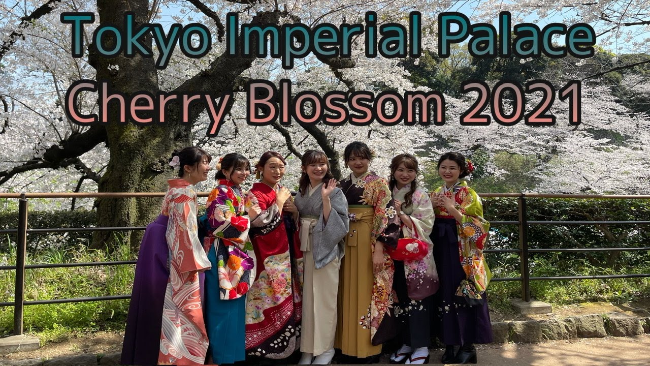 [4K HDR] Tokyo Cherry blossom 2021 Imperial palace Chiyoda City Chidorigafuchi