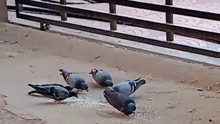 మా ఇంట్లో ఉదయాన్నే ఆహారం తినే అందమైన పావురాలు|Beautiful Pigeons Eating Food Early Morning at my Home