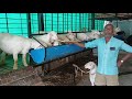 Inspiring Natti & Bandur Sheep farm of Hardworking Farmer Venkatareddy in Reddyhalli,Devannahalli Tq