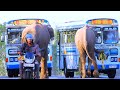 Fierce elephants run after buses. People panic | खूंखार हाथी बसों के पीछे दौड़ते हैं. लोग चिंतित हैं