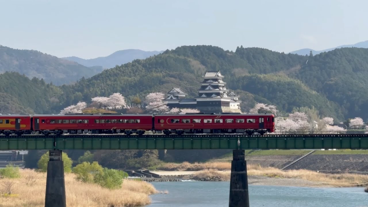 2025/04/06 満開が続いている大洲城の桜を見ながら、まるでスロー