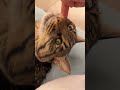 飼い主さんのだる絡み#きじとら猫 #猫#ねこのいる生活
