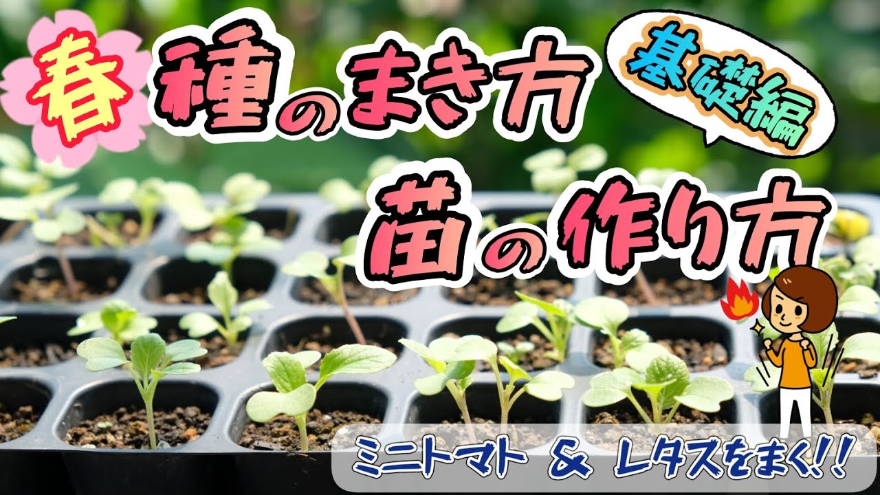基礎編】春の種まき・育苗方法【簡単】【ミニトマト】【レタス