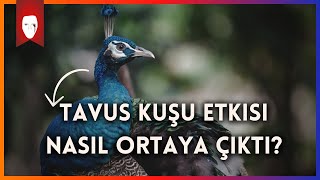 İnsan Polojisi Ve Çekicilik Tavus Kuşu Etkisi