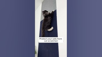 Scratch-Proof Your Sofa with This Cats Sofa Protector! #cats #catlovers #sofa #couch #furniture