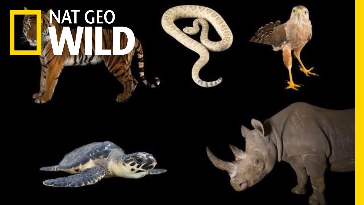 Meet Some of the World's Most Endangered Animals | Nat Geo Wild